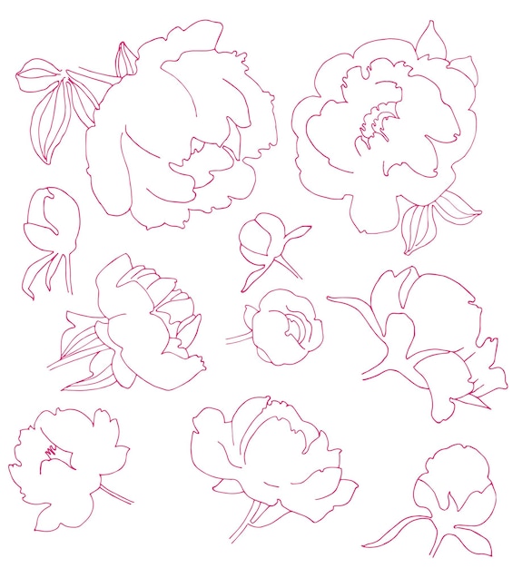 conjunto de dibujos de contornos de flores de peonías