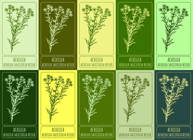 Conjunto de dibujos vectoriales de ACHILLEA en varios colores nombre latino ACHILLIA SALICIFOLIA BESSER