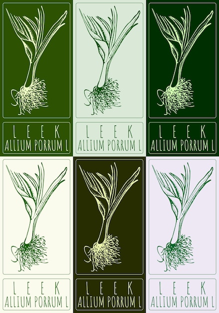 Conjunto de dibujos vectoriales ALLIUM PORRUM COMMUNE en varios colores Ilustración dibujada a mano El nombre latino es ALLIUMPORRUM L