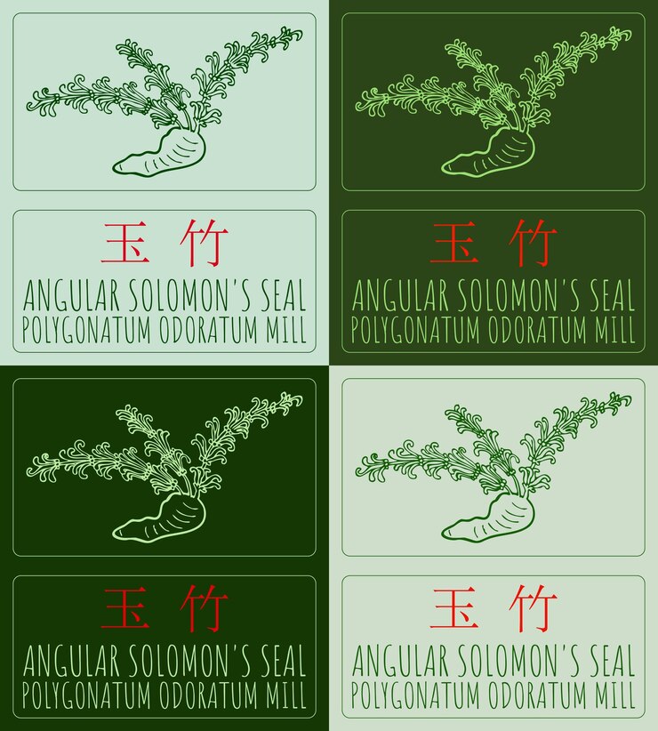Vector el conjunto de dibujos vectoriales angular solomons seal en chino en colores en latín es polygonatum odoratum mill