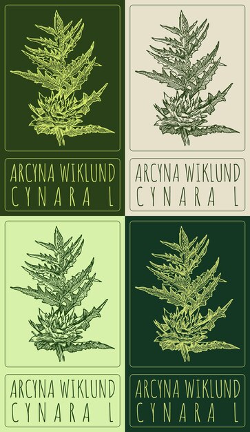 Conjunto de dibujos vectoriales ARCYNA WIKLUND en varios colores Ilustración dibujada a mano El nombre latino es CYNARA L