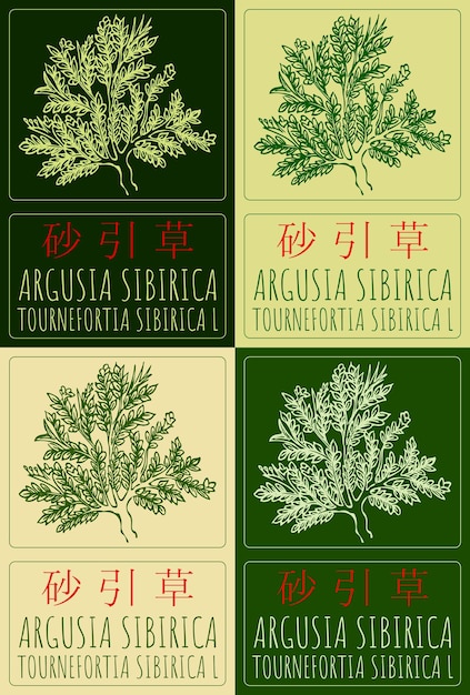 Conjunto de dibujos vectoriales ARGUSIA SIBIRICA en chino en varios colores Ilustración dibujada a mano El nombre en latín es TOURNEFORTIA SYBIRICA L