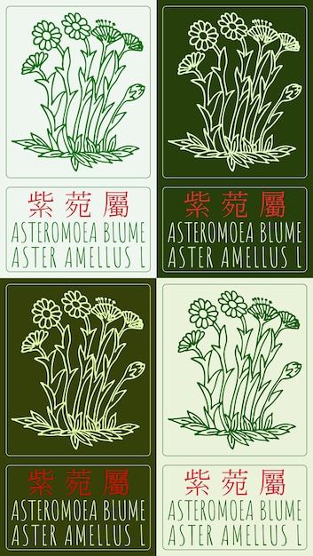 Conjunto de dibujos vectoriales ASTEROMOEA BLUME en chino en varios colores Ilustración dibujada a mano El nombre latino es ASTER AMELLUS L