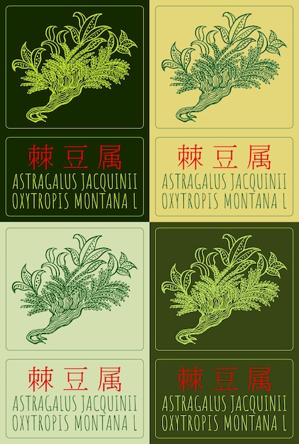 Conjunto de dibujos vectoriales ASTRAGALUS JACQUINII en chino en varios colores Ilustración dibujada a mano El nombre latino es OXYTROPIS MONTANA L