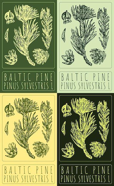 Conjunto de dibujos vectoriales BALTIC PINE en varios colores El nombre latino es PINUS SYLVESTRIS L