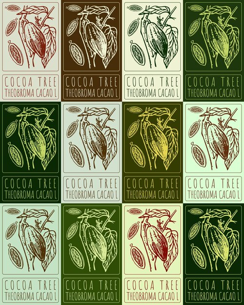 Conjunto de dibujos vectoriales CACOA TREE en varios colores Ilustración dibujada a mano El nombre latino es THEOBROMA CACAO L