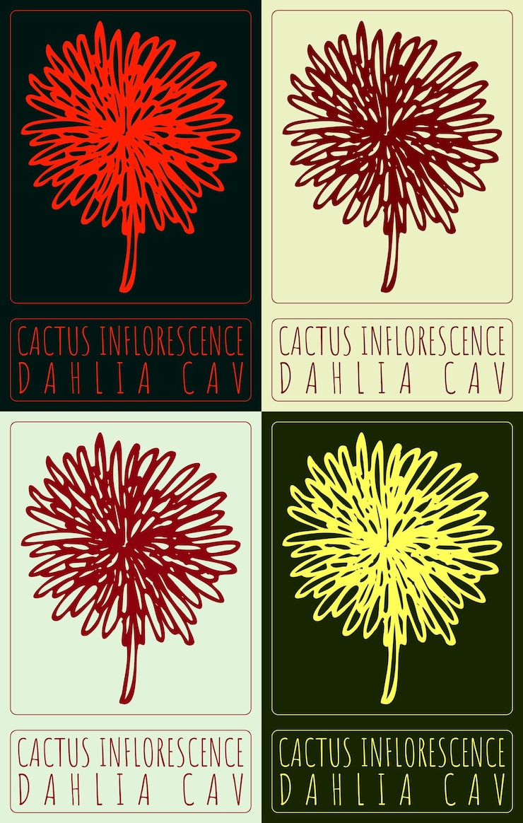 Vector conjunto de dibujos vectoriales cactus inflorescence en varios colores ilustración dibujada a mano el nombre latino es dahlia cav