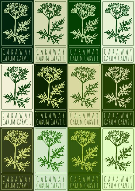 Conjunto de dibujos vectoriales CARAWAY en varios colores Ilustración dibujada a mano El nombre latino es CARUM CARVI L