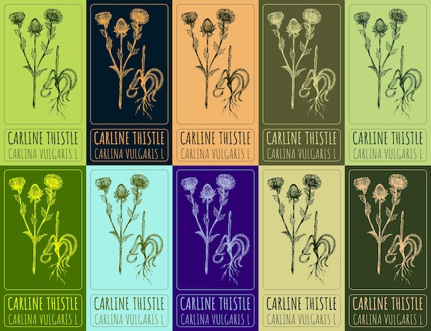 Vector conjunto de dibujos vectoriales de carline thistle en varios colores nombre latino carlina vulgaris l