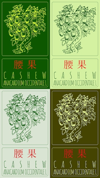 Conjunto de dibujos vectoriales CASHEW en chino en varios colores Ilustración dibujada a mano El nombre latino es ANACARDIUM OCCIDENTALE L