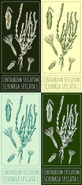 Conjunto de dibujos vectoriales Centaurium spicatum en varios colores El nombre latino es SCHENKIA SPICATA L