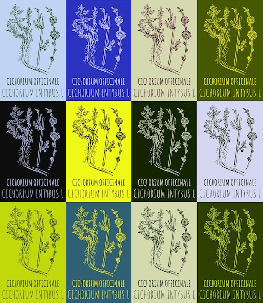 Conjunto de dibujos vectoriales de CICHORIUM OFFICINALE en varios colores Ilustración dibujada a mano Nombre latino CICHOREUM INTYBUS L