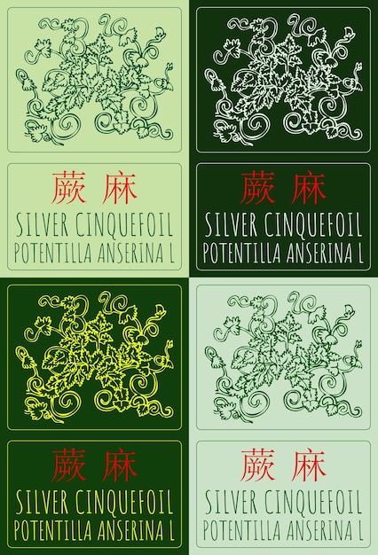 Conjunto de dibujos vectoriales CINQUEFOIL de plata en chino en colores El nombre latino es POTENTILLA ANSERINA L