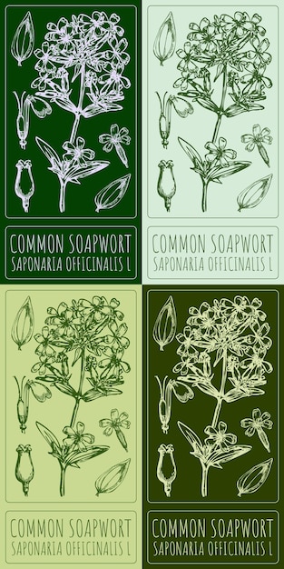 Conjunto de dibujos vectoriales COMMON SOAPWORT en varios colores Ilustración dibujada a mano El nombre latino es SAPONARIA OFFICINALIS L