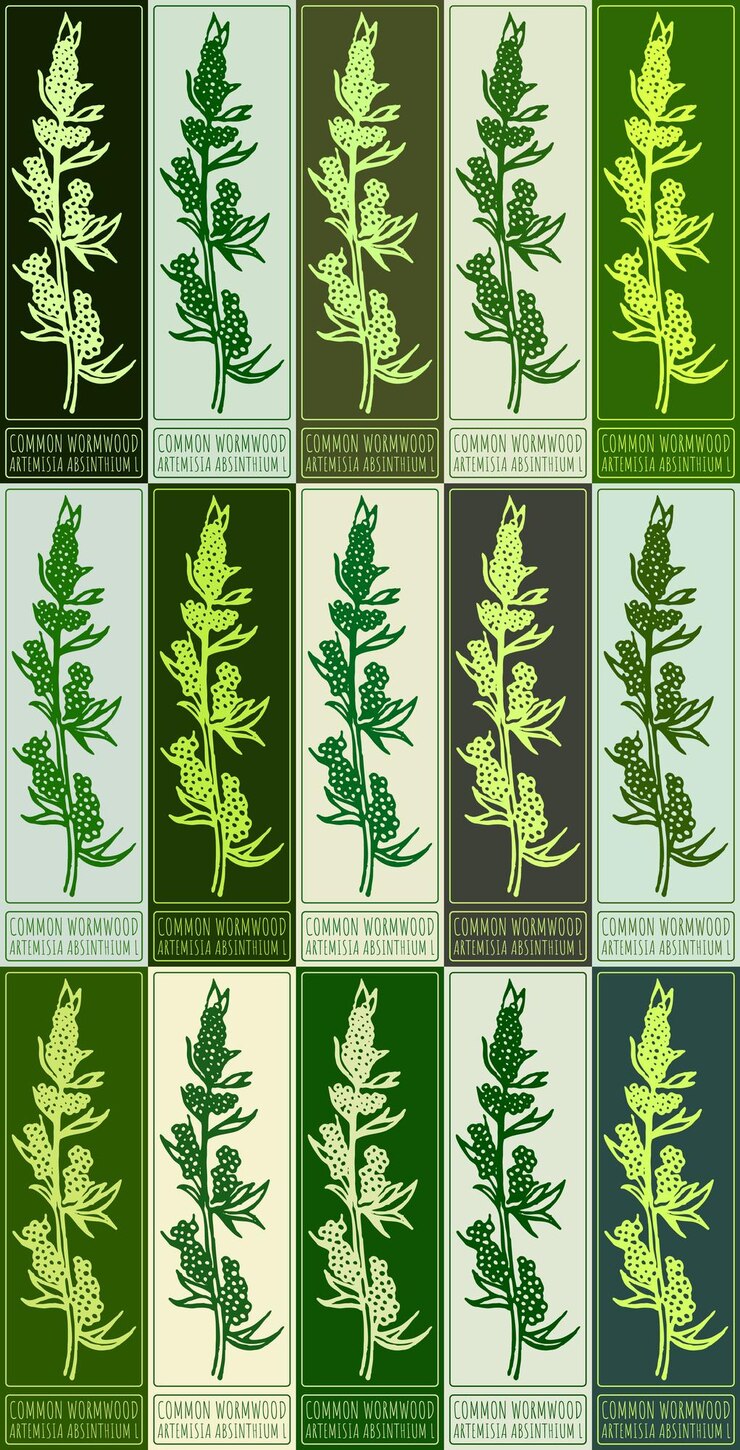 Vector conjunto de dibujos vectoriales common wormwood en varios colores ilustración dibujada a mano el nombre latino es artemisia absinthium l