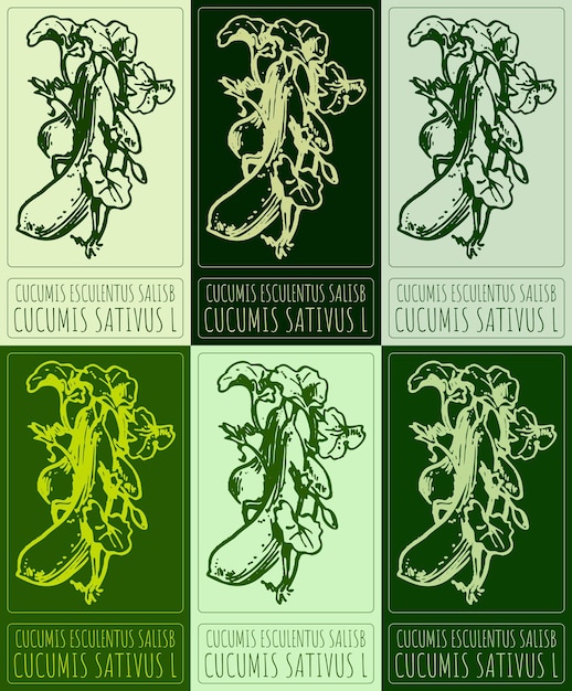 Conjunto de dibujos vectoriales CUCUMIS ESCULENTUS SALISB en varios colores Ilustración dibujada a mano El nombre latino es CUCUMIs SATIVUS L