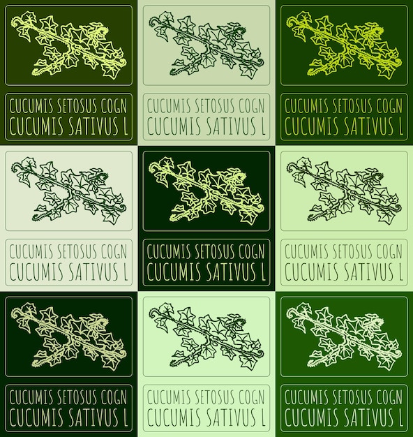 Conjunto de dibujos vectoriales CUCUMIS SETOSUS COGN en varios colores Ilustración dibujada a mano El nombre latino es CUCUMIs SATIVUS L
