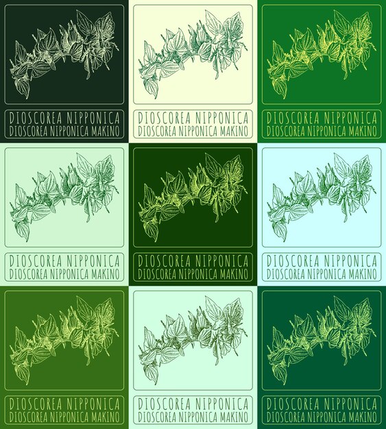 Conjunto de dibujos vectoriales DIOSCOREA NIPPONICA en colores El latín es DIOSCOPREA Nipponica MAKINO