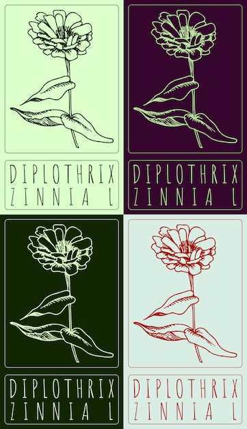 Conjunto de dibujos vectoriales DIPLOTHRIX en varios colores Ilustración dibujada a mano El nombre latino es ZINNIA L