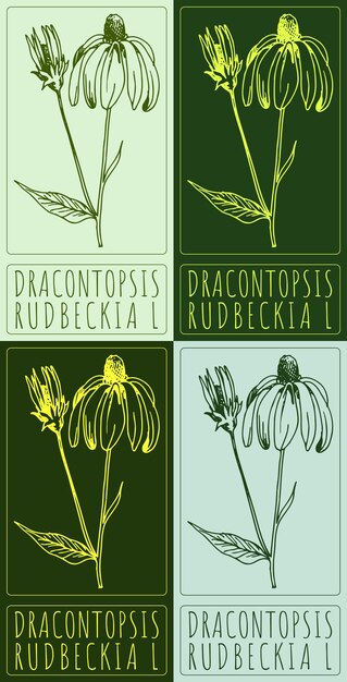 Conjunto de dibujos vectoriales DRACONTOPSIS en varios colores El nombre latino es RUDBECKIA L