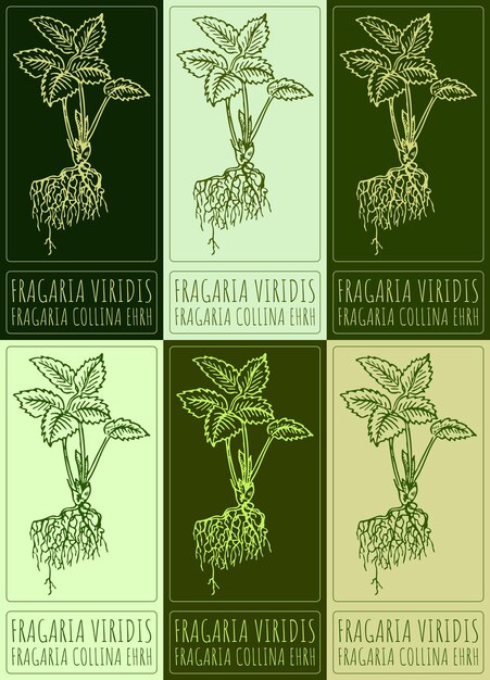 Conjunto de dibujos vectoriales FRAGARIA VIRIDIS en varios colores Ilustración dibujada a mano El nombre en latín es FRA GARIA COLLINA EHRH