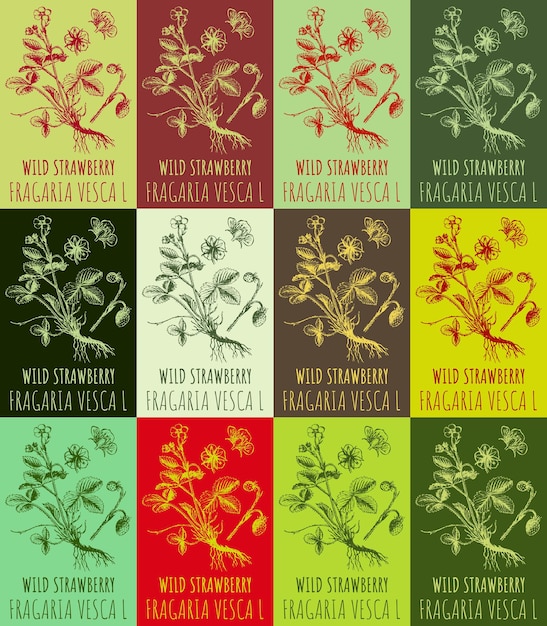 Conjunto de dibujos vectoriales de fresas silvestres en varios colores Ilustración dibujada a mano Nombre latino FRAGARIA VESCA L