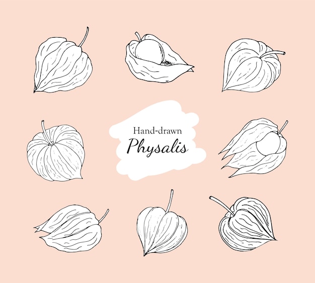 Vector el conjunto de dibujos vectoriales de la fruta de physalis el conjunto de frutas de tomatillo la fruta de physalis dibujada a mano