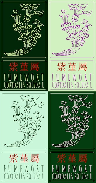 Conjunto de dibujos vectoriales FUMEWORT en chino en varios colores El nombre latino es CORYDALIS SOLIDA L