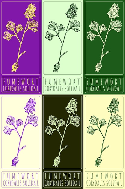 Conjunto de dibujos vectoriales FUMEWORT en varios colores El nombre latino es CORYDALIS SOLIDA L