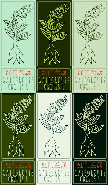 Conjunto de dibujos vectoriales GALEORCHIS en chino en varios colores Ilustración dibujada a mano El nombre latino es ORCHIS L