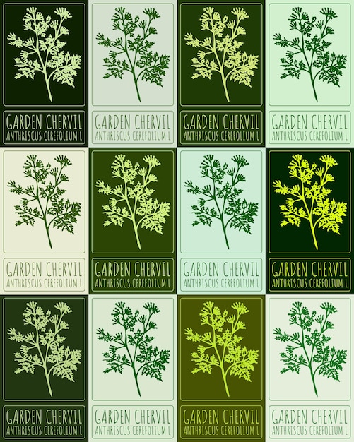 Conjunto de dibujos vectoriales GARDEN CHERVIL en varios colores Ilustración dibujada a mano El nombre latino es ANTHRISCUS CEREFOLIUM L