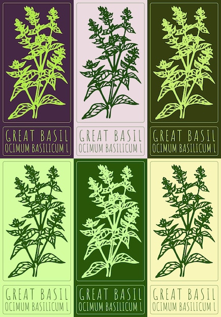 Conjunto de dibujos vectoriales GREAT BASIL en varios colores Ilustración dibujada a mano El nombre latino es OCIMUM BASILICUM L