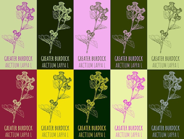 Conjunto de dibujos vectoriales GREATER BURDOCK en varios colores Ilustración dibujada a mano El nombre latino es ARCTIUM LAPPA L