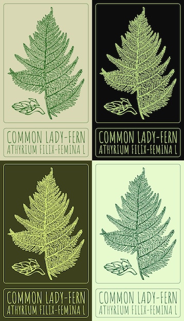 Conjunto de dibujos vectoriales LADYFERN COMUN en varios colores Ilustración dibujada a mano El nombre latino es ATHYRIUM FILIXFEMINA L