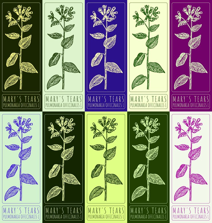 Vector conjunto de dibujos vectoriales de las lágrimas de maría en varios colores el nombre latino es pulmonaria officinalis l