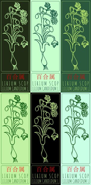 Conjunto de dibujos vectoriales LIRIUM SCOP en chino en varios colores El nombre latino es LILIUM CANDIDUM L