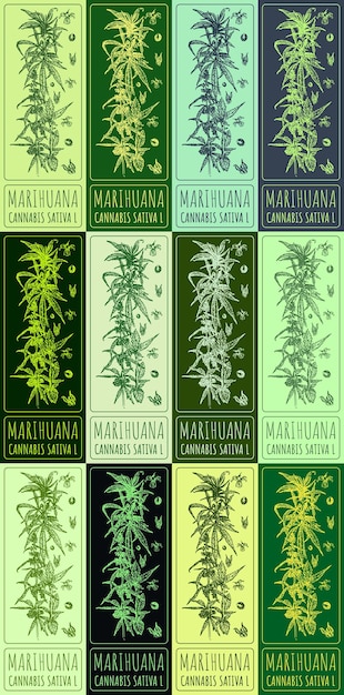 Conjunto de dibujos vectoriales de MARIHUANA en varios colores dibujados ilustración nombre latino CANNABIS SATIVA L
