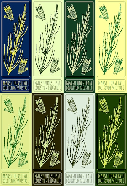 Conjunto de dibujos vectoriales MARSH HORSETAIL en varios colores Ilustración dibujada a mano El nombre latino es EQUISETUM PALUSTRE L
