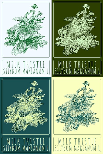 Conjunto de dibujos vectoriales MILK THISTLE en varios colores El nombre latino es SILYBUM MARIANUM L