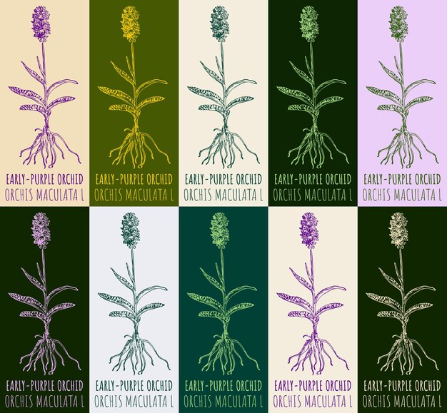 Conjunto de dibujos vectoriales de orquídea púrpura en varios colores Ilustración dibujada a mano Nombre latino ORCHIS MACULATA L