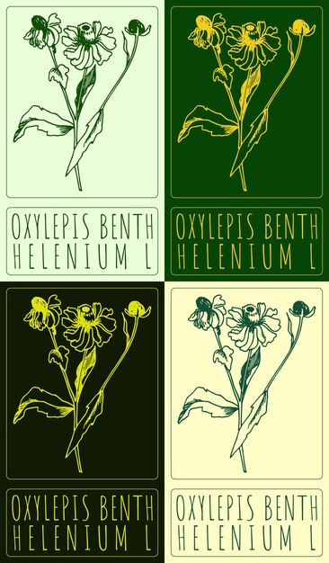 Conjunto de dibujos vectoriales OXYLEPIS BENTH en varios colores Ilustración dibujada a mano El nombre latino es HELENIUM L
