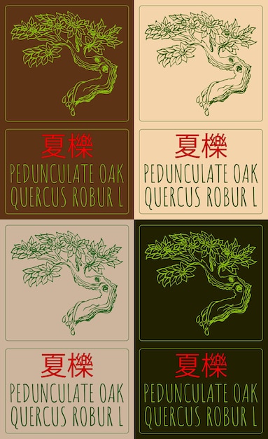 Conjunto de dibujos vectoriales PEDUNCULATE OAK en chino en varios colores Ilustración dibujada a mano El nombre latino es QUERCUS ROBUR L