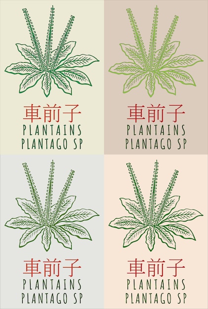 Conjunto de dibujos vectoriales PLANTAINS en chino en varios colores El nombre latino es PLANTAGO SP