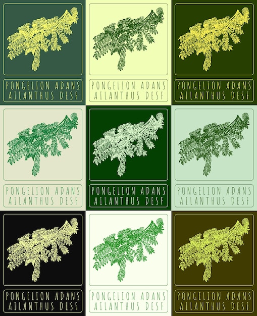 Conjunto de dibujos vectoriales PONGELION ADANS en varios colores dibujados a mano El nombre latino es AILANTHUS DESF
