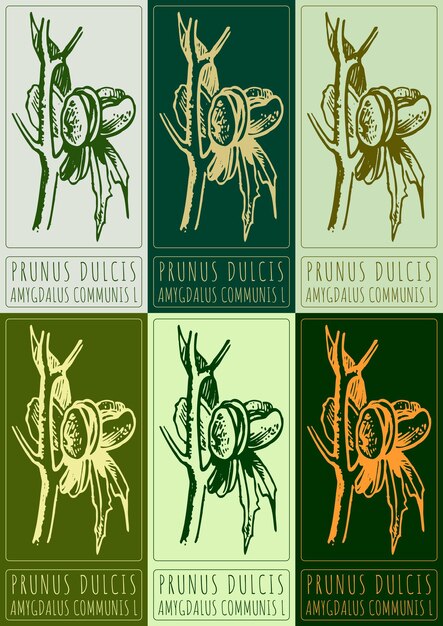 Conjunto de dibujos vectoriales PRUNUS DULCIS en varios colores dibujados a mano El nombre latino es AMYGDALUS COMMUNIS L