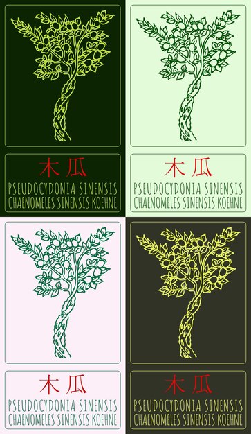 El conjunto de dibujos vectoriales PSEUDOCYDONIA SINENSIS en el nombre latino chino es CHAENOMELES SINANSIS KOEHNE