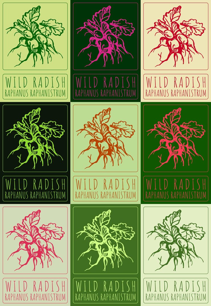 Vector conjunto de dibujos vectoriales radish salvaje en varios colores ilustración dibujada a mano el nombre latino es raphanus raphanistrum