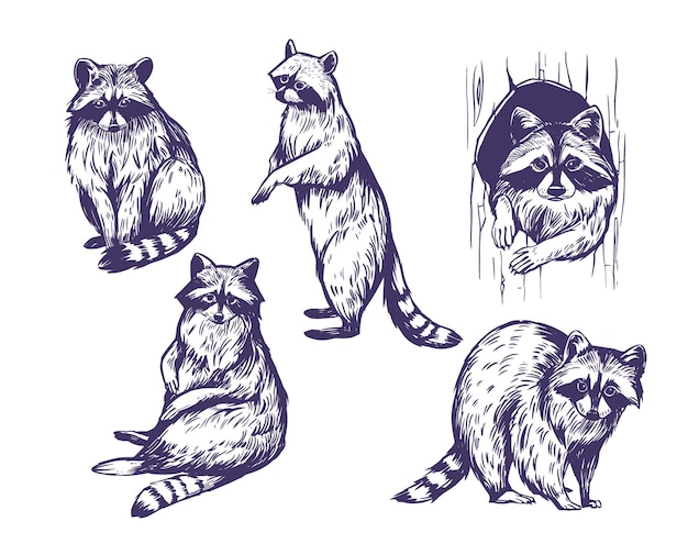 Conjunto de dibujos vectoriales realistas dibujados a mano
