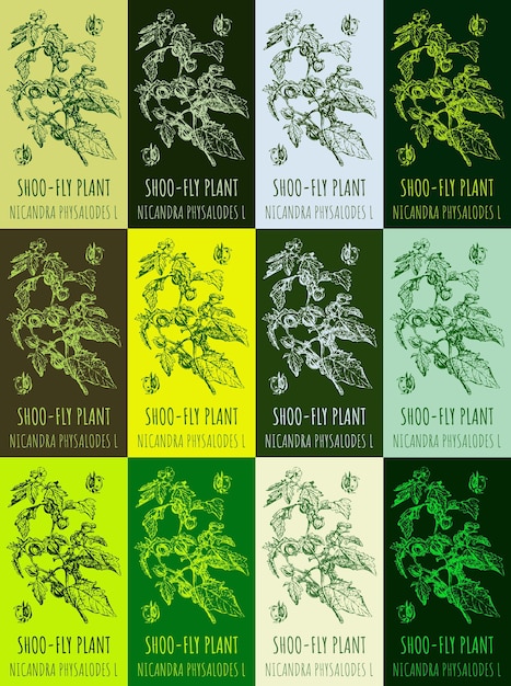 Conjunto de dibujos vectoriales de SHOOFLY PLANT en varios colores nombre latino NICANDRA PHYSALODES L