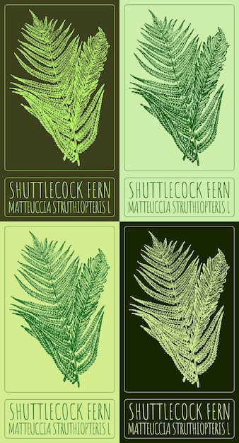 Vector conjunto de dibujos vectoriales shuttlecock fern en varios colores el nombre latino es matteuccia struthiopteris l